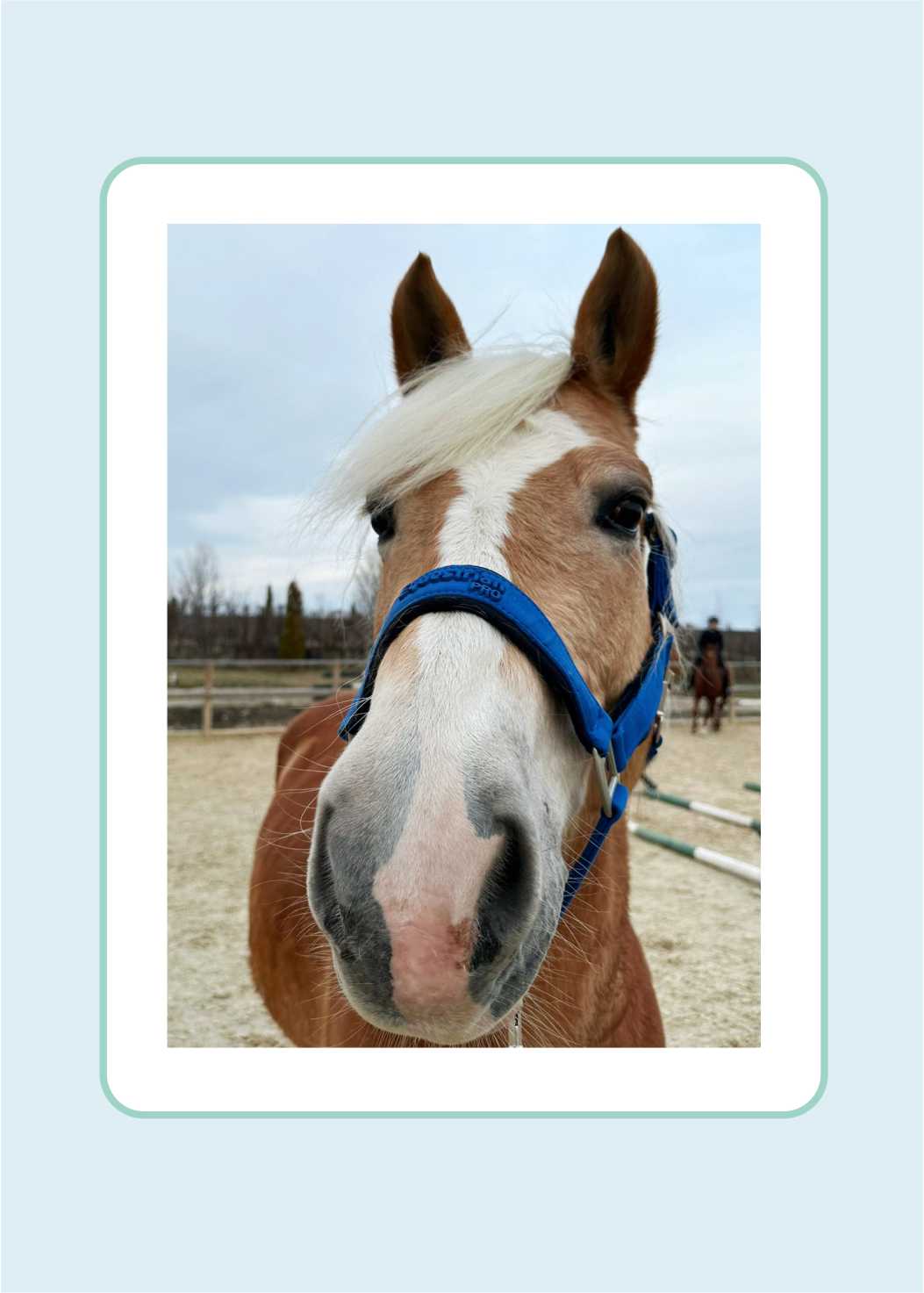 Oferta Stride 1 – Leadership – Workshop asistat de cai