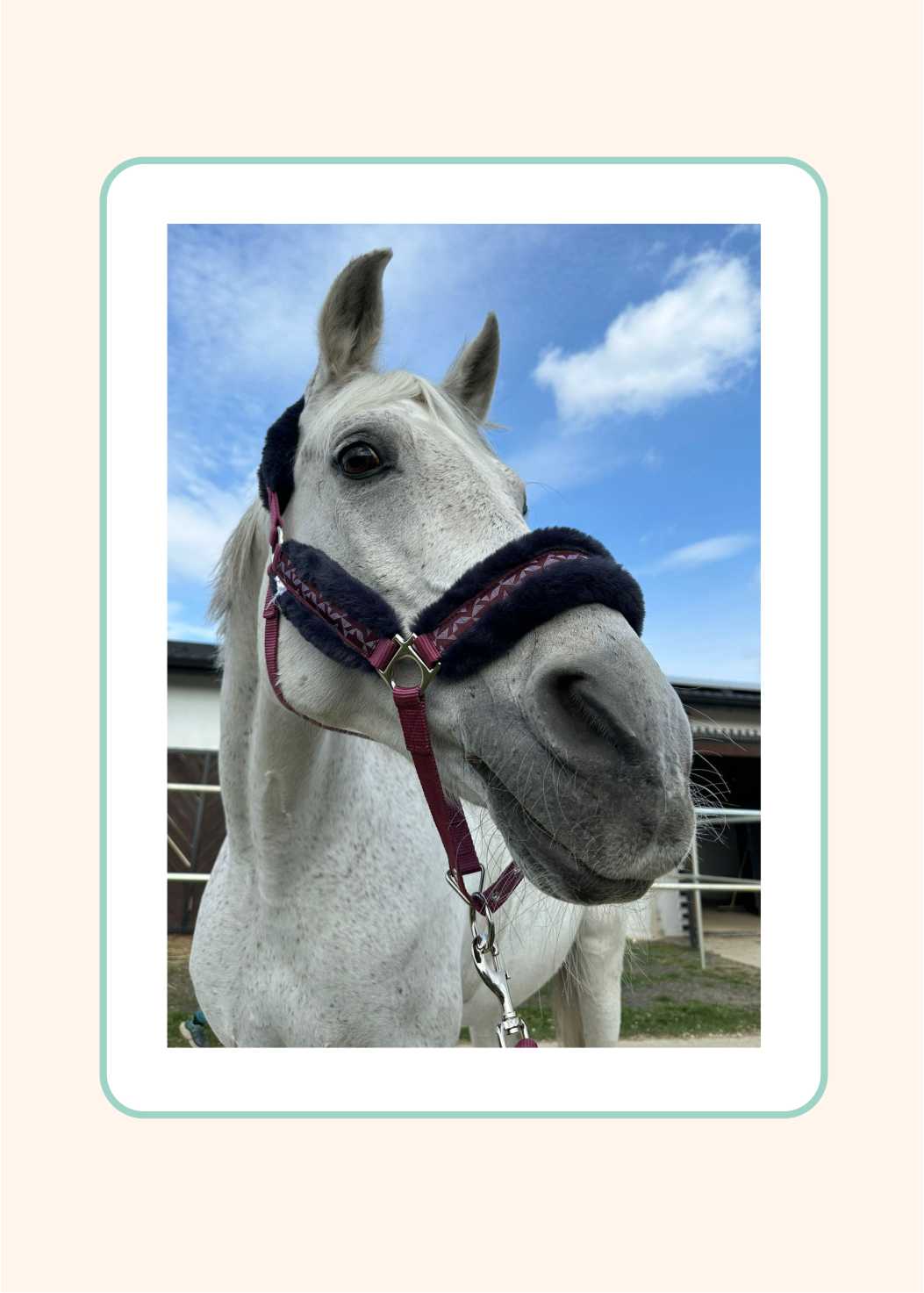 Oferta Stride 2 – Leadership – Workshop asistat de cai