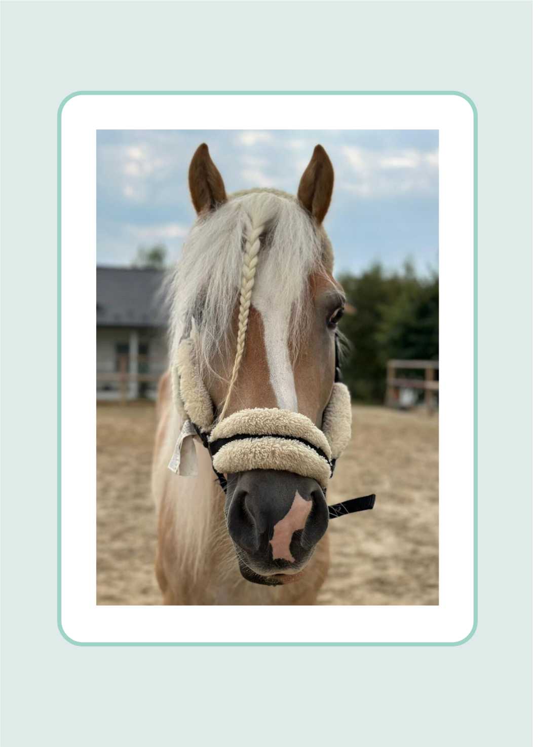 Oferta Stride 3 – Leadership – Workshop asistat de cai